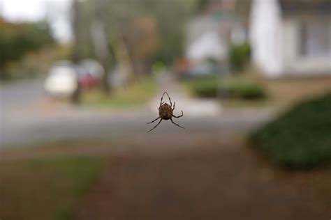 Arachnophobia: Comprehending the Fear of Spiders During Sleep