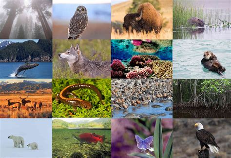 Astonishing Diversity: Explore the Plethora of Species Inhabiting the Wilderness