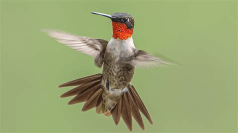 Astonishing Moments of Capturing a Hummingbird