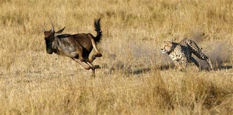 Astonishing Predators: The Fascinating Art of Hunting for Cheetahs