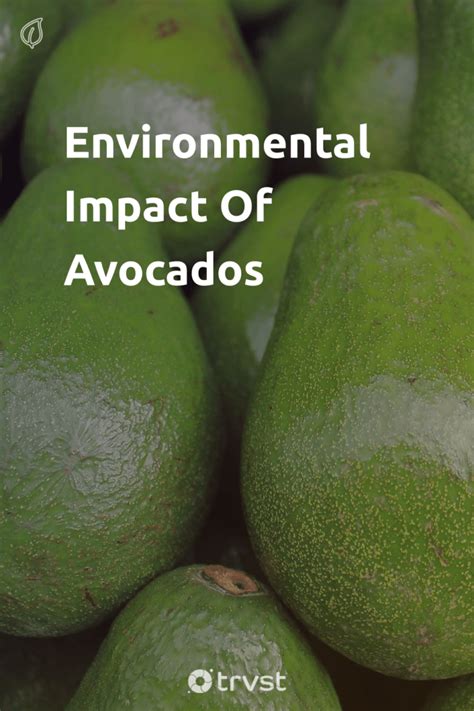 Avocado Sustainability: The Environmental Impact of Avocado Production and Consumption