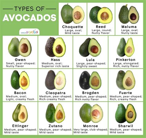 Avocado Varieties: Exploring the Different Types of Avocado and Their Unique Flavors