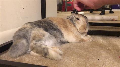 Avoiding Accidental Neglect: The Case of the Overlooked Bunny