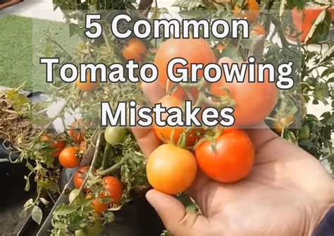 Avoiding Common Mistakes When Purchasing Fresh Tomatoes