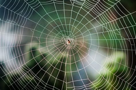 Awe-Inspiring Beads of Webs: The Spider's Incredible Creations