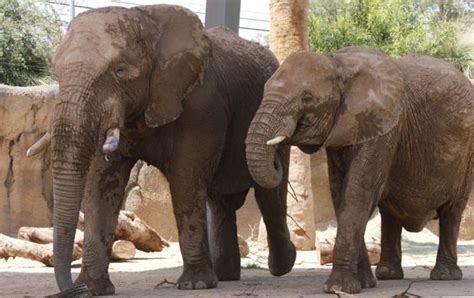 Awe-Inspiring Visions of a Infant Pachyderm