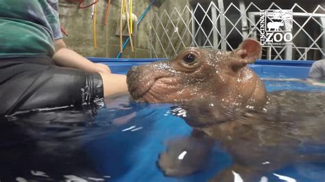 Baby Hippos and Human Connection: Heartwarming Stories to Warm Your Soul