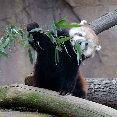 Baby Pandas and Their Unique Diet: Exploring Their Bamboo Obsession