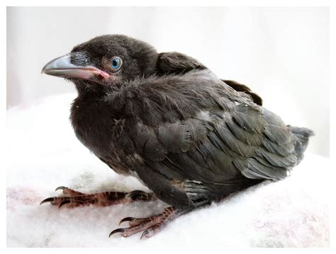 Baby Ravens: The Significance of Fresh Starts