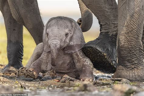 Baby Steps: The Elephant Calf's Early Development