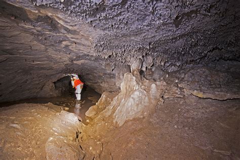 Bat Cave Conservation: Efforts to Protect and Preserve this Remarkable Habitat