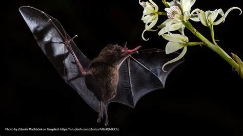 Bat Mythology: Legends and Folklore Surrounding these Ritualistic Creatures