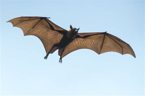 Bats: The Sole Genuine Aerial Mammals