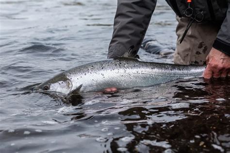 Battling the Colossal Catch: Approaches for Handling Enormous Fish