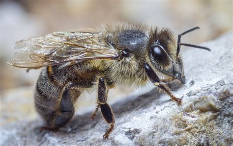 Bee Landing on You: A Divine Encounter