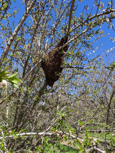 Bee Swarms: Nature's Mesmerizing Spectacle and Its Importance