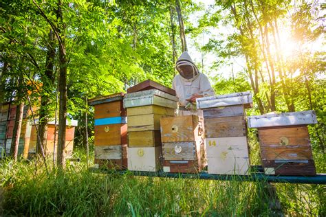 Beekeeping Hobbies: Doorway to Personal Growth and Conservation of the Environment