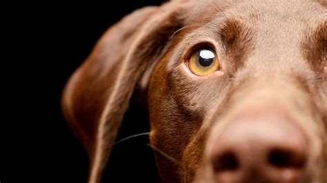 Behind the Gaze: Unveiling the Intriguing Behaviors Associated with Animal Eyes