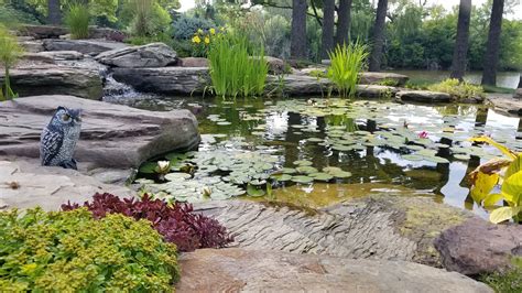 Benefits of Cultivating a Serene Water Garden in Your Outdoor Space