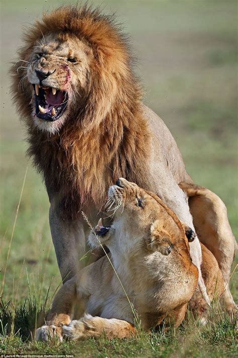 Beware the Lion's Bite: Aggression and Dominance