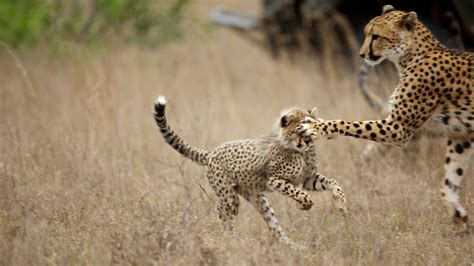 Beyond the Plains: Exploring Cheetah Habitats