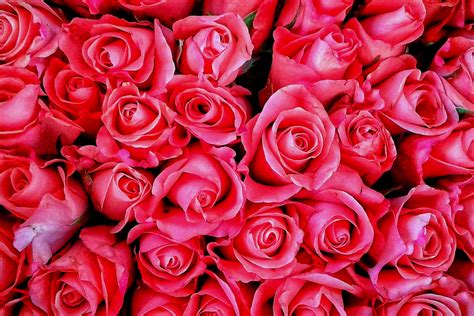 Big Pink Roses: A Symbol of Love and Romance