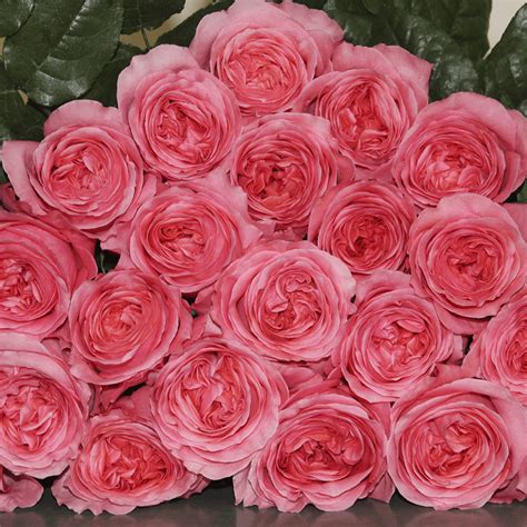 Big Pink Roses: Embracing Self-Expression and Uniqueness