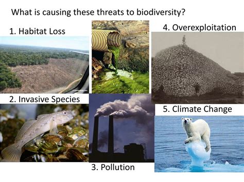 Biological Comparisons: How the Lack of Wings in Humans Impacts their Potential for Flight