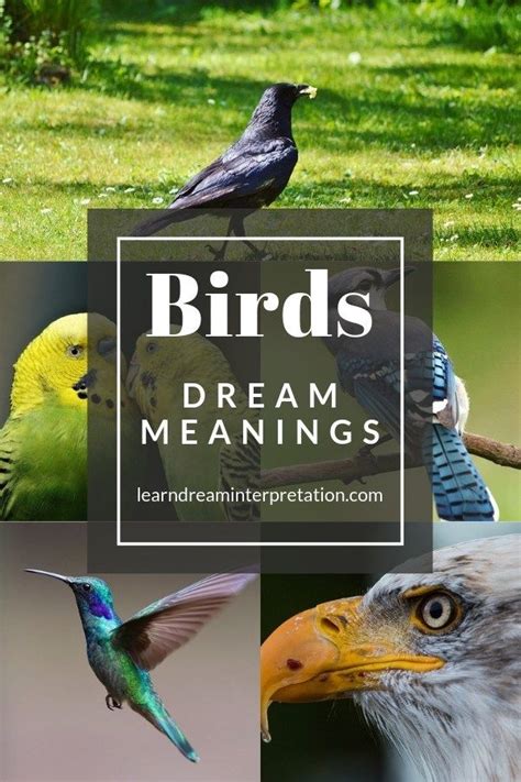 Bird Species and Dream Interpretation: Exploring the Specifics