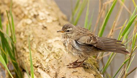 Bird-Watching Hotspots Across the Globe