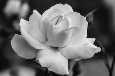 Black and White Roses in Art and Literature