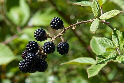 Blackberry Bushes: A Symbol of Growth and Abundance in Dreams