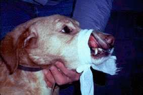 Bleeding Disorders in Canines