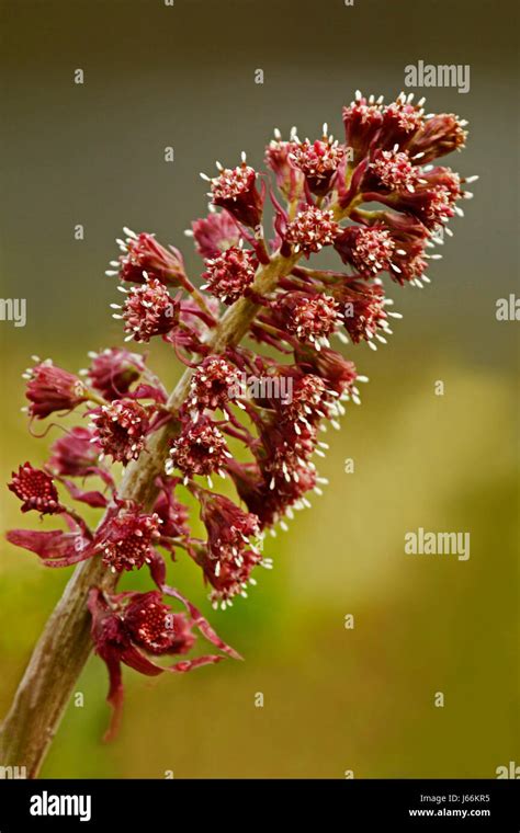 Blossoming Elegance: Indigenous Flora Flourishing in Arid Environments