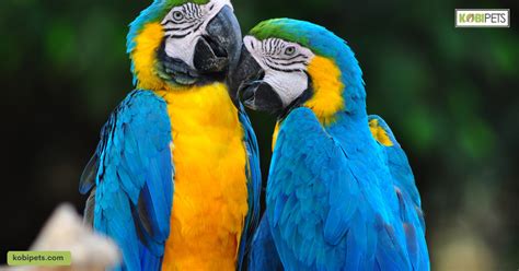 Bonding with Your Feathered Companion: Establishing Trust and Cultivating a Deep Connection