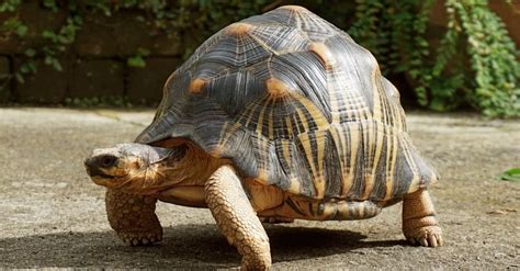 Breaking Stereotypes: Unleashing the Unexpected Speed of Tortoises