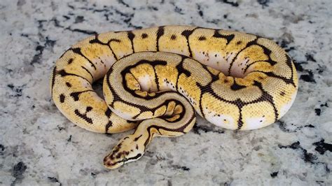 Breeding Ball Pythons: A Comprehensive Guide