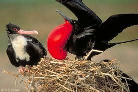 Breeding Season: Witness the Magnificent Courtship Ceremonies