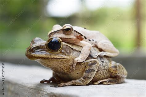 Breeding and Reproduction of Domesticated Frogs