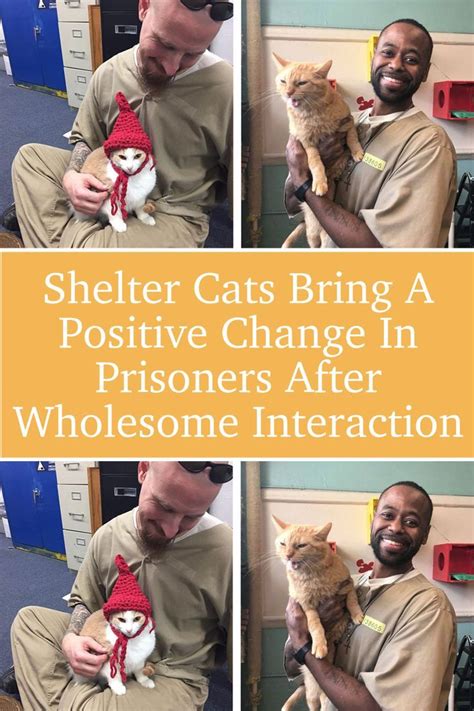 Bring Positive Change to the Lives of Sheltered Canines