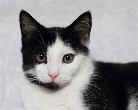 Bringing Home a Charming Monochrome Kitten: Get Familiar with What Lies Ahead