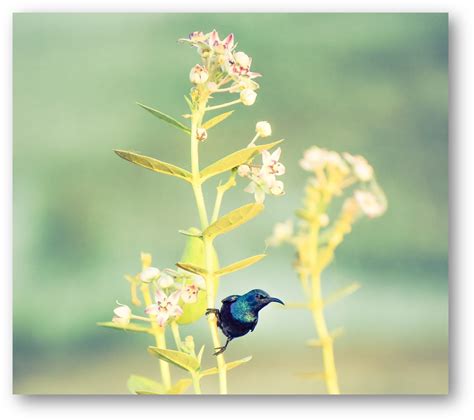 Bringing Vibrancy and Hope: The Blue Hummingbird as a Symbol of Renewal