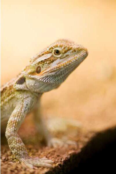 Brown Lizard as a Sign of Personal Growth and Transformation