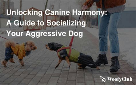 Building Harmony: Training and Socializing Your Canine Brood