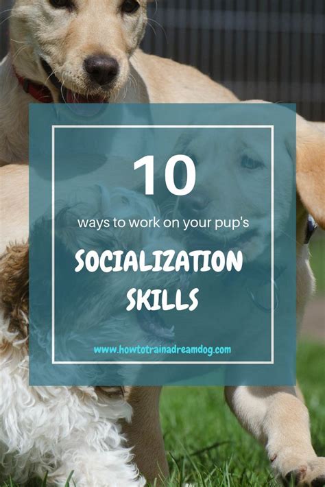 Building Positive Associations: The Power of Dog Training and Socialization