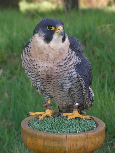 Building a Solid Connection with Your Peregrine Falcon: Techniques for Effective Training