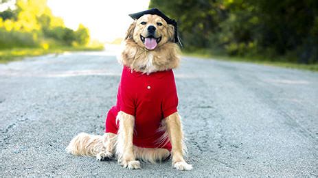 Building a Strong and Affectionate Bond with Your Canine Companion