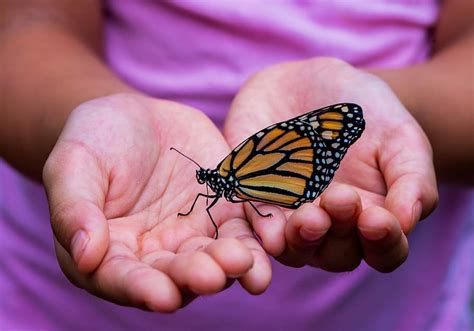 Butterflies and Human Well-being: The Therapeutic Benefits of Their Presence