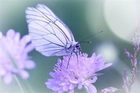 Butterflies in Religion: Divine Messengers or Spiritual Guides?