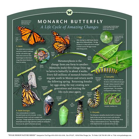 Butterfly Bite as a Sign of Metamorphosis